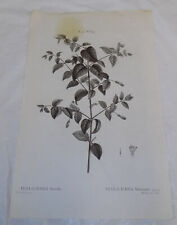 1799 Antique Floral Print///TREE LUCIDA, by Redoute