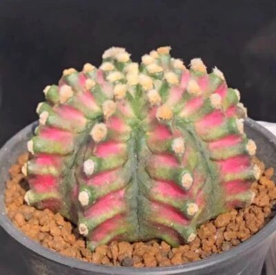 3PCS 3-5cm RareSucculent Plant Parodia crassigibba pink selfroot Boutique - Image 1 of 4