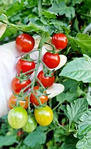 Tomatensamen "Philamina" Cocktailtomate, Freiland, krankheitsresistent, robust - Bild 1 von 7