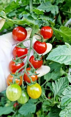 Tomatensamen "Philamina" Cocktailtomate, Freiland,  krankheitsresistent, robust - Bild 1 von 4