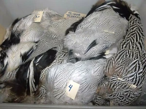 Silver Pheasant feathers patches Natural Zucker Feather (TM) black & white - Picture 1 of 30
