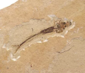 Fish, Acropoma lepidotum, Tertiary, Eocene, Monte Bolca, Verona, Italy - L91 - Picture 1 of 4