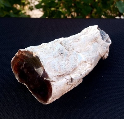 1 Lb 5 Oz Natural Rare Opalized Mirror Polished Big Petrified Wood Uv - Image 1 of 4