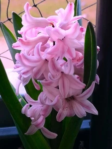 @ (◕‿◕)\\@ Hyacinthus - Hyazinthen  " Pink Pearl "  ( 3 Blumenzwiebeln ) - Bild 1 von 1