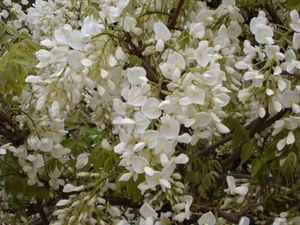 Weißblühender Blauregen -Wisteria- Tolle Kletterpflanze Seltene Samen - Bild 1 von 1