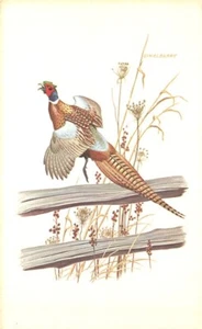 Faisán con cuello de anillo dibujado por Don Richard Eckelberry artista postal firmada - Imagen 1 de 2