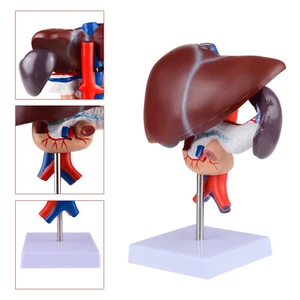 Modelo anatómico del hígado humano de tamaño natural modelo de enseñanza de la patología de la vesícula biliar - Imagen 1 de 12