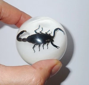 Black Scorpion in 50 mm Sphere Resin Ball Vehicle Shift Knob White Bottom - Picture 1 of 15