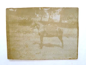 ANTICA FOTO 1904 LANUSEI NUORO SORTALI CAVALLO CARABINIERE MARCHETTINI FOTOGRAFI - Picture 1 of 2