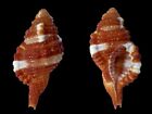 Cymatiidae, Septa Bibbeyi, Olango Isl., Philippines, 40 Mm, Selected