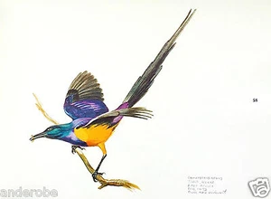 Harm AFRICAN SKETCHBOOK Birds/Mammals SIGNED COPY with 80 Plates COMPLETE! - Picture 1 of 12