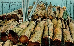 MAHOGANY LOGS FOR EXPORT, LOGGING, BELIZE BH, VINTAGE POSTCARD (DT 49) - Picture 1 of 2