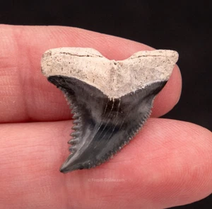Fine Golden Beach  HEMIPRISTIS Fossil Shark Tooth 1.08”   0991 - Picture 1 of 2