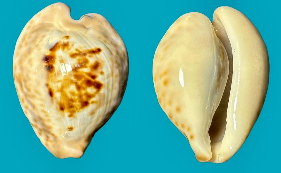 Cypraea Barycypraea teuleri Cazenavette, 1846    47mm (L) - Image 1 of 1