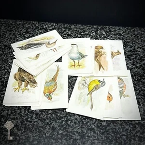 VINTAGE GRANDEE BRITISH BIRDS CIGARETTE CARDS FULL SET COLLECTOR SERIES - Picture 1 of 2
