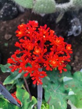 *** 3 Graines Fleur Corail, Plante Corail, Jatropha Podragrica ***
