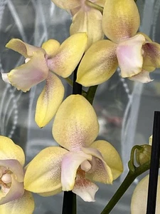 Duftorchidee Phalaenopsis BRONZE BUDDHA (BOLGHERI) ’LEMON’, Peloric (Tulpe)!!! - Bild 1 von 11