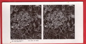 WILD FLOWERS WOOD SORREL + HERBAGE . STEREOGRAPH RP - Picture 1 of 2