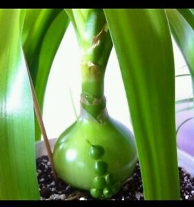 4 SEEDS Pregnant Onion Plant Sea Onion Plant