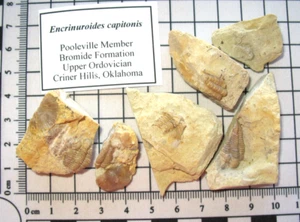 Ordovician trilobite fossil Encrinuroides Bromide Oklahoma partials job lot - Picture 1 of 10