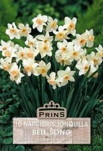 Narcissus Dwarf ‘Bell Song’ Pack x10 Bulbs - Picture 1 of 1
