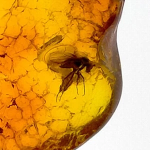 Amber fossil natural trapped preserved insect inclusion polished gemstone 18.6ct - Picture 1 of 7