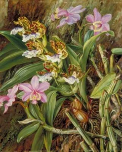 Marianne North Brazilian Orchids 1873 17"x 22" Archival Art Print - Picture 1 of 1