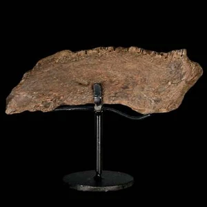 5.6" Apsopelix Sp Fósil Pez Mandíbula Sección Cretácico Dinosaurio Era Ozan FM Texas - Imagen 1 de 10