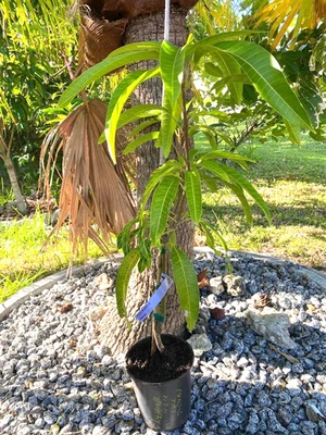 16 MO GRAFTED (SUPER RARE) THAI PURPLE NAM DOC MAI/SI MEUANG/MANGIFERA INDICA - Image 1 of 4