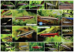AQUALOG - Fold Poster PENCIL FISH - Genus Nannostomus - Picture 1 of 1