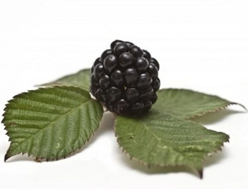 75 Samen Mittelmeer-Brombeere (Rubus ulmifolius), Blackberry, leckere Früchte - Bild 1 von 1