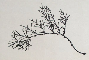 Siegward Sprotte Lebensbaum Zweig Potsdam signiert Offsetdruck 1976 54/400 - Bild 1 von 4