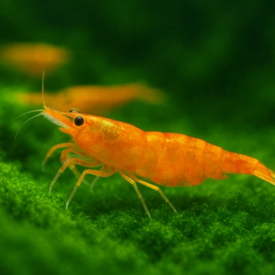20+2 Camarones Naranja Sunkist - Acuario Neocaridina de Agua Dulce 100% Garantía Viva Foto 1 de 4