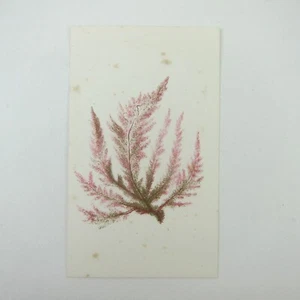 Antique Art Print Seaweed Marine Botanical Album Card Red & Green 5 - Picture 1 of 12
