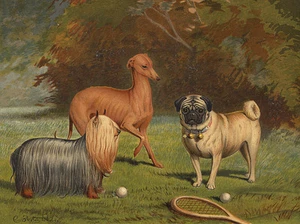 PUG ITALIAN GREYHOUND & YORKSHIRE TERRIER CHARMING DOG GREETINGS NOTE CARD - Picture 1 of 1