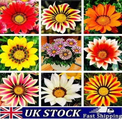 Gazania Flower Seeds, Daisy Splendens Sunshine mixed Colors Garden Flower Plant - Image 1 of 4