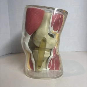 Vintage 1962 Merck Sharp & Dohme Knee Anatomical Model Pharmaceutical Model - Picture 1 of 13