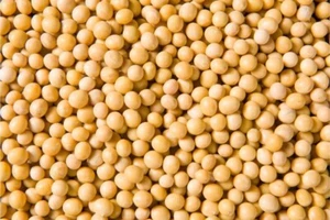 22 lbs Premium Non-GMO Soybeans (Newest Crop) - Picture 1 of 1