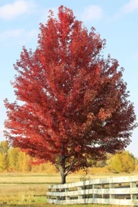Red Maple Tree-2-PACK- Live Bare Root Plant - Picture 1 of 7