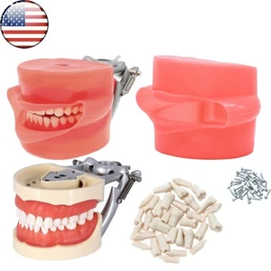 Modelo de dientes Typodont dental de EE. UU. con 32 piezas dientes extraíbles aptos para Kilgore NISSIN 200 - Imagen 1 de 34