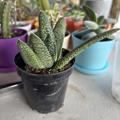 Plantas exactas Gasteria 'Little Warty' (maceta de 4 pulgadas) Foto 1 de 4