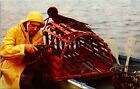 Atlantic Coast Fisherman New Englad Lobsters Postcard Vtg Unp Mike Roberts