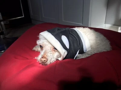 XS Dogo killer whale shamu outfit for dogs - Image 1 of 4