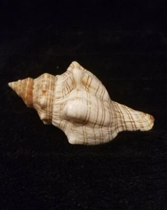 Beautiful Brown and White Conch Seashell 139.7 mm (5.5 inches) - Picture 1 of 10