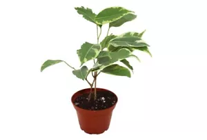 Ficus Benjamina Weeping Fig in 2" Pot Houseplant Indoor Live Décor Great Gift - Picture 1 of 3