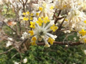 Edgeworthia chrysantha | Paperbush Plant | Oriental Paperbush | 100 Seeds - Picture 1 of 7