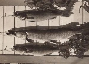 RPPC 1938 Minnesota Musky Pike Fish Trophies Hanging Board Nevis MN - Picture 1 of 3