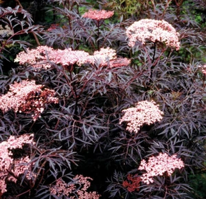 Black Lace Elderberry x 1 Plant " Sambucus nigra " --- Edible Berries - Picture 1 of 6