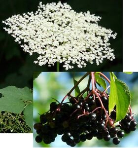 300 Samen Schwarzer Holunder (Sambucus nigra), essbare, gesunde Früchte, Holler