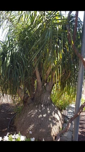 PATA  DE ELEFANTE 15  nolina  Semillas -SeedS - Picture 1 of 1